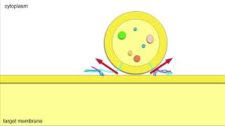 Vesicle Fusion Membrane Docking and Cargo Release [upl. by Etteniuq]