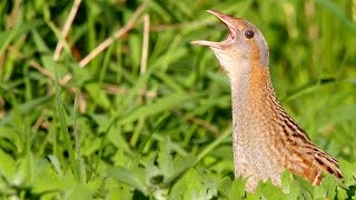 Bird sounds Corncrake call [upl. by Ydur841]