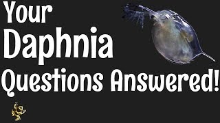 Daphnia Questions Answered [upl. by Mateya]