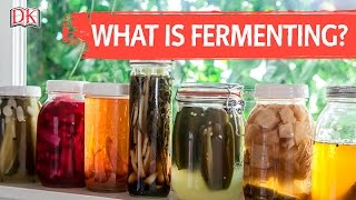 What is Fermenting [upl. by Asalocin]