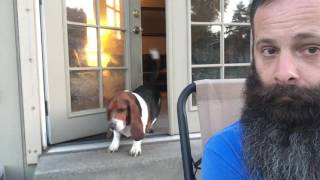 Our Bossy Basset Hound [upl. by Caines]