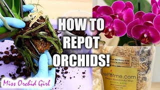 Orchid Care for Beginners  How to repot Phalaenopsis Orchids [upl. by Fermin]