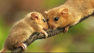 Соня орешниковая Muscardinus avellanarius  Hazel dormouse  Film Studio Aves [upl. by Trstram]