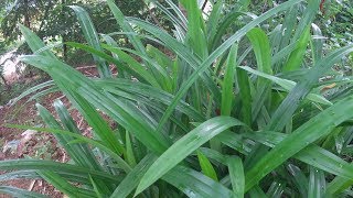 Pandan Plant in My Garden  Pandanus Amaryllifolius [upl. by Durgy368]