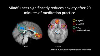 The Neuroscience of Meditation Mindfulness and Compassion [upl. by Alleunam492]