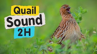 Quail Sound 2 Hours High Resolution [upl. by Ynatterb]