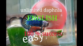 daphnia moina culture Easy way Unlimited production English  with sub Green water Chlorella [upl. by Hannej195]