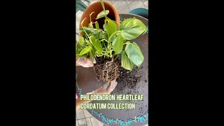 Philodendron Heartleaf  Cordatum Collection [upl. by Halika]