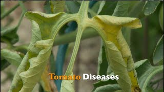 Tomato Diseases [upl. by Ytirahc]