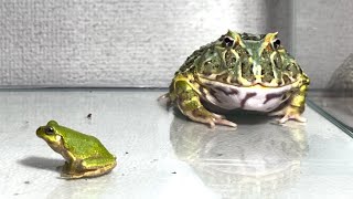 Small frog and big frog  Pacman frog【WARNING LIVE FEEDING】 [upl. by Giddings]