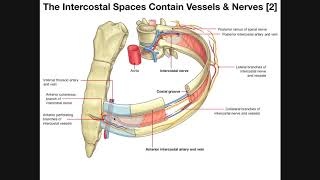 The Intercostal Muscles amp Intercostal Spaces [upl. by Cotsen]