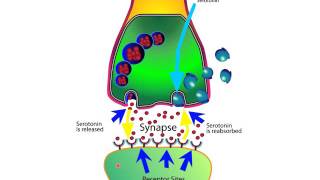 How SSRIs and SNRIs Work For Anxiety [upl. by Thordis]