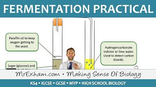 Biotechnology  Fermentation Practical  GCSE Biology 91 [upl. by Cooperstein]