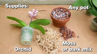 How to Repot an Orchid [upl. by Osy]