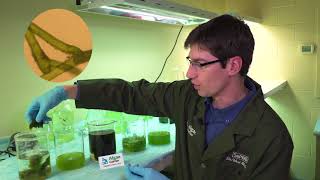 Algae Corner How to Identify Different Algae Types [upl. by Regan]