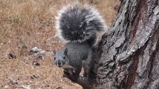 Western Gray Squirrel big beautiful bushy tail [upl. by Eyr900]