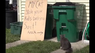 Cat burglar Pet steals neighbors clothes from laundry room [upl. by Ahsel]