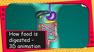 Science  How food is digested  3D animation  English [upl. by Aicram7]