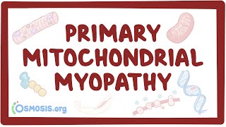 Primary mitochondrial myopathy  causes symptoms diagnosis treatment pathology [upl. by Mccullough]