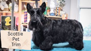 How to Do a Pet Scottie Trim  with Master Groomer [upl. by Hester489]