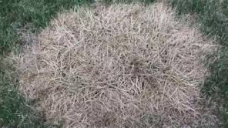 Tall Fescue Clump Removal [upl. by Nnep]