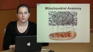 Detailed Mitochondria Structure Explained  ATP Synthesis amp Functions [upl. by Lupe]