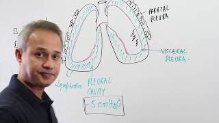 Normal Lung Sliding M Mode Ultrasound JETem 2018 [upl. by Attenaz]