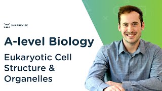 Eukaryotic Cell Structure amp Organelles  Alevel Biology  OCR AQA Edexcel [upl. by Amimej]