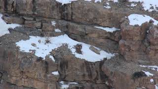 On the Prowl Snow Leopard vs Ibex in Spiti India [upl. by Adnovahs]