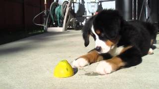 Bernese Mountain Dog Puppy vs Lemon The Most Adorable Puppy [upl. by Gilberte]