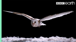 Experiment How Does An Owl Fly So Silently  Super Powered Owls  BBC [upl. by Ajam]