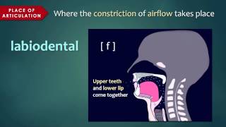 Introduction to Articulatory Phonetics Consonants [upl. by Plusch]