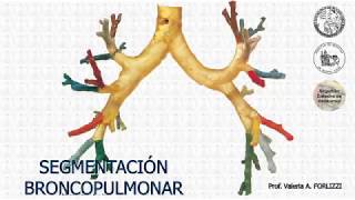 E21  Segmentación broncopulmonar  Anatomía 2  FMed UBA [upl. by Hadik]