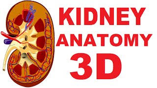 Kidney Anatomy DETAILED Renal Nephron Urinary System [upl. by Oriole]