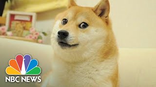 Iconic Dogecoin Dog Meme To Be Auctioned Off As NFT [upl. by Adnoluy99]