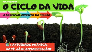 O DESENVOLVIMENTO DO FEIJÃO ciclodavida educaçãoinfantil [upl. by Comethuauc264]