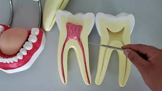 VÍDEO AULA PRÁTICA DE ANATOMIA DO DENTE [upl. by Edahs]