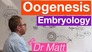 Oogenesis  Embryology [upl. by Naujal]