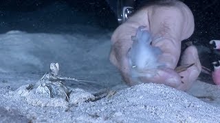 Mantis Shrimp Attacks with its Lightning Quick Hunting Skills  Deadly 60  BBC Earth Explore [upl. by Nehtanhoj]