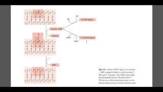 DNA ligase mechanism [upl. by Airdnassac]