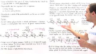 Polysaccharides Glycogen Starch and Cellulose [upl. by Aggie510]