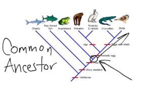 Cladogram [upl. by Nauht843]