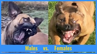 Boerboels  Male vs Female  Reality of Pet Ownership [upl. by Ethban145]