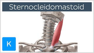 Sternocleidomastoid Muscle Function amp Anatomy  Human Body  Kenhub [upl. by Emilia]