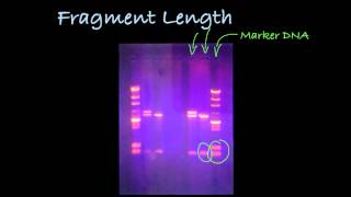 Determining DNA Fragment Length in a Gel [upl. by Anetsirhc217]