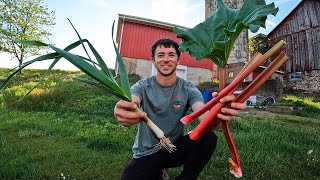 My First Rhubarb Harvest [upl. by Aniratac]