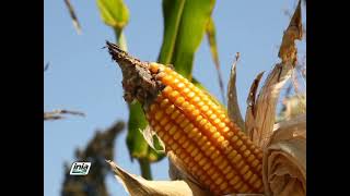 CULTIVO DEL MAÍZ AMARILLO DURO MEGAHIBRIDO PARA PRODUCCIÓN DE SEMILLA [upl. by Higinbotham]