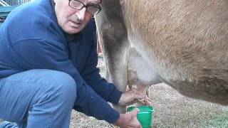 Treating a Dry Cow for Mastitis [upl. by Yur873]