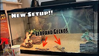 My Leapord Geckos NEW TANK SETUP INSANE [upl. by Kristine]