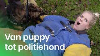 De training van een politiehond  Het Klokhuis [upl. by Joannes]